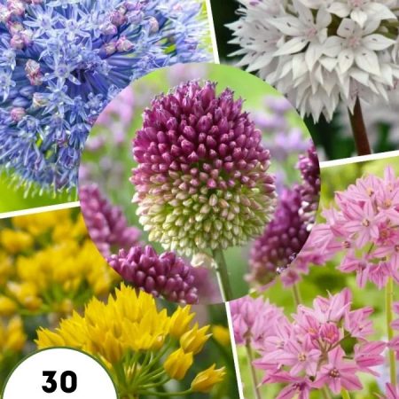 Алліум Мікс (30 шт)