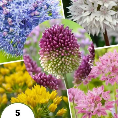 Алліум Мікс (5 шт)