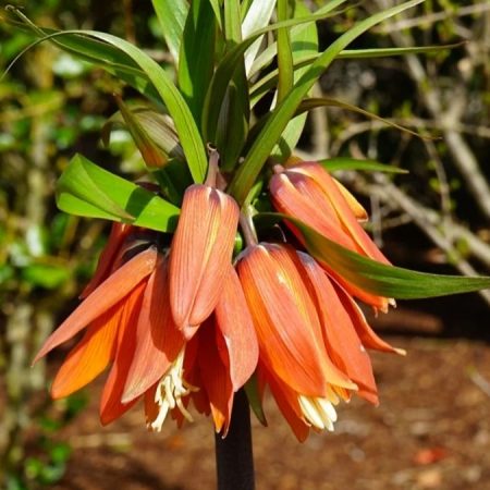 Фрітіларія Imperialis Garland Star