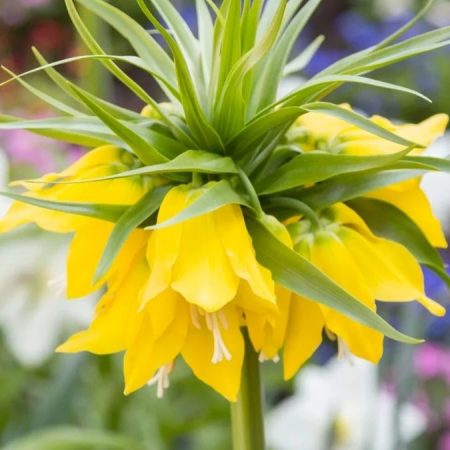 Фрітіларія Maxima Lutea