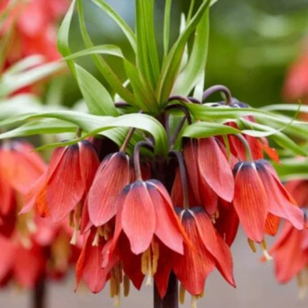 Фрітіларія Imperialis Rubra