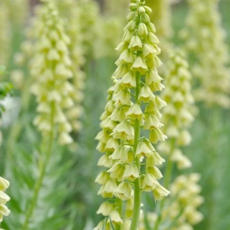 Фрітіларія Persica Ivory Bells
