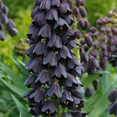 Фрітіларія Purple Favorite