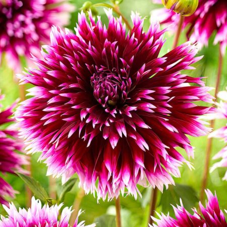 Жоржина Alauna Clair-Obscur