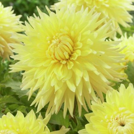 Жоржина Bilbao