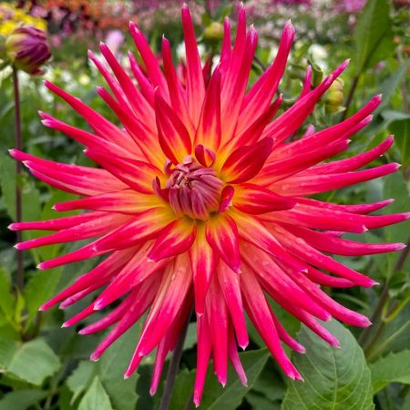 Жоржина Bora Bora