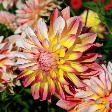 Жоржина Caribbean Fantasy