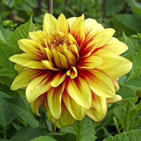 Жоржина Dazzling Sun