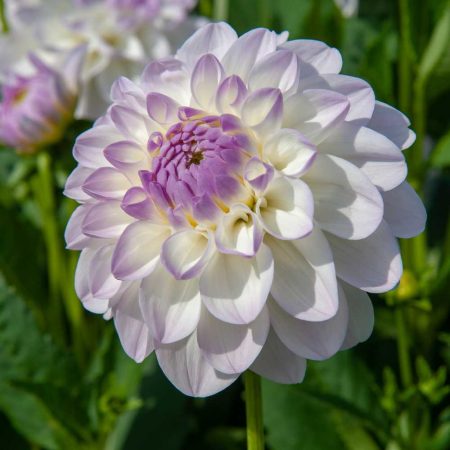 Жоржина Eveline NL