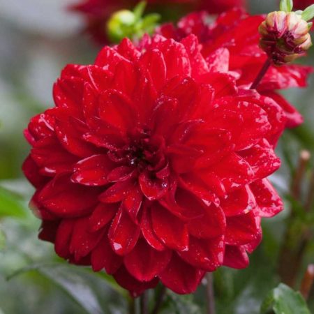 Жоржина Gallery Singer