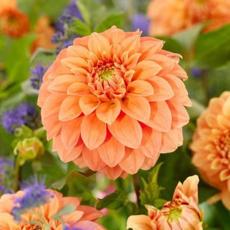 Жоржина Garden Jubilee