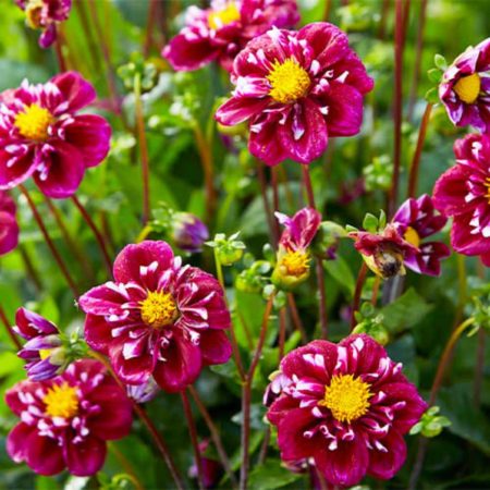 Жоржина Impression Fantastico