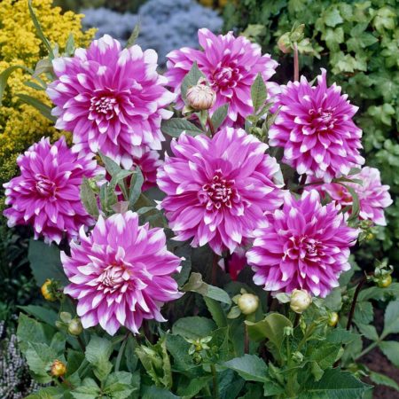 Жоржина Jean Marie