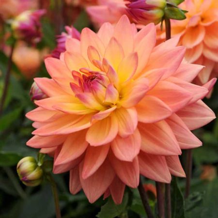 Жоржина Melody Dora