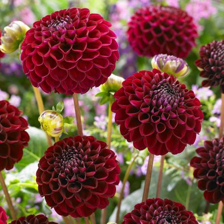 Жоржина Natal