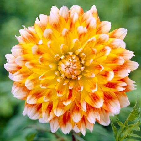 Жоржина Peaches and Creame