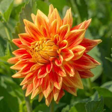 Жоржина Sunexplosion