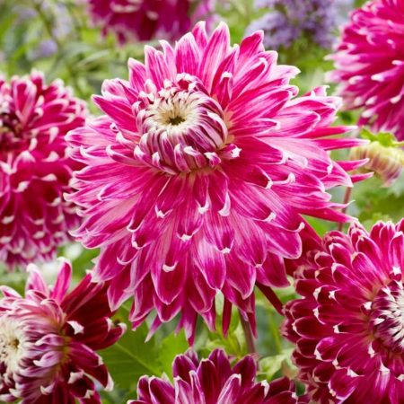 Жоржина Vancouver