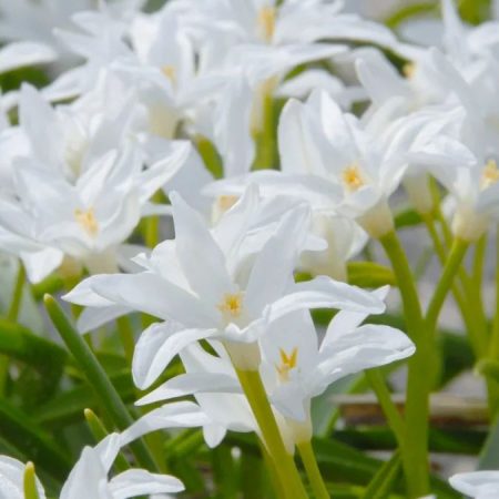 Хіонодокса Alba (5 шт)