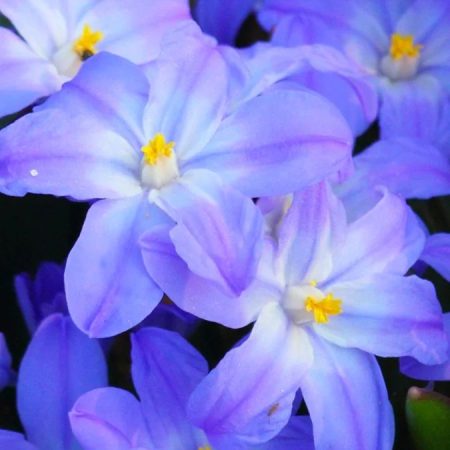 Хіонодокса Forbesii (5 шт)