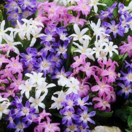 Хіонодокса Мікс (30 шт)