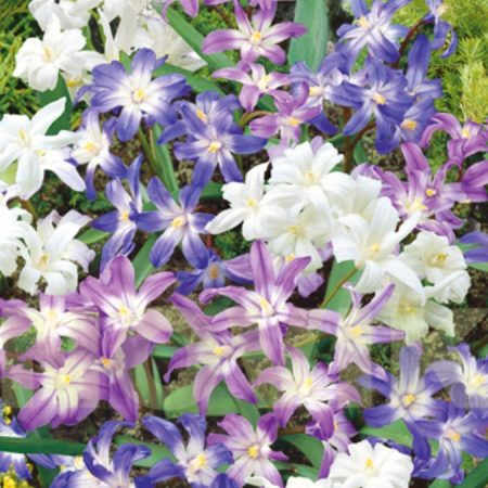 Хіонодокса Мікс (50 шт)