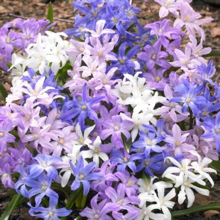 Хіонодокса Мікс (5 шт)