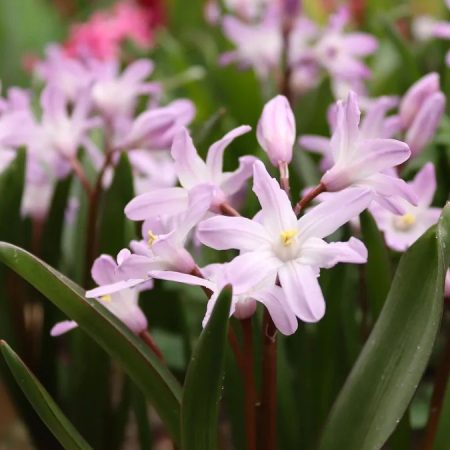 Хіонодокса Pink Giant (5 шт)