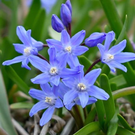 Хіонодокса Sardensis (5 шт)