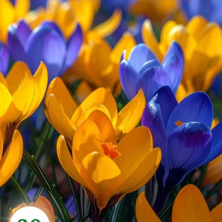 Крокус Слава Україні (30 шт)