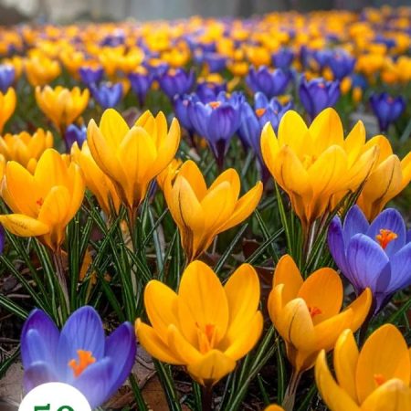 Крокус Слава Україні (50 шт)