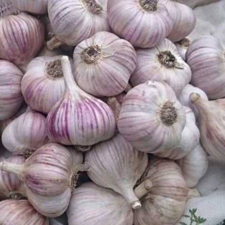 Часник Любаша