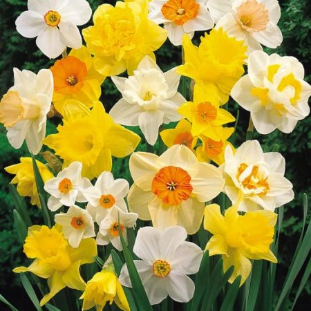 Нарцис Мікс