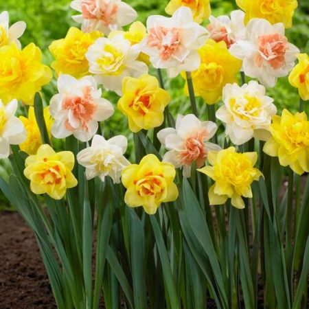 Нарцис Махровий Мікс