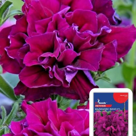 Петунія Малинове вино (5шт)