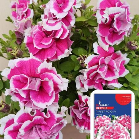 Петунія Пiрует Роуз (5шт)