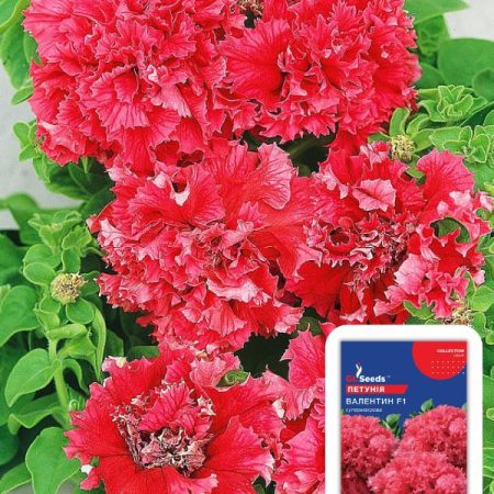 Петунія Валентин (5шт)