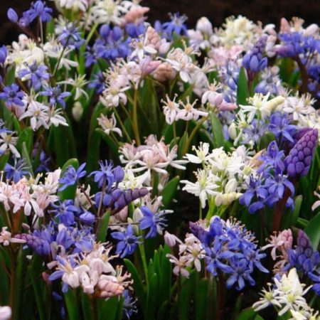 Пролісок Мікс