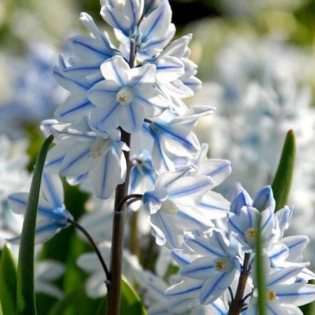 Пушкінія Мікс 5шт