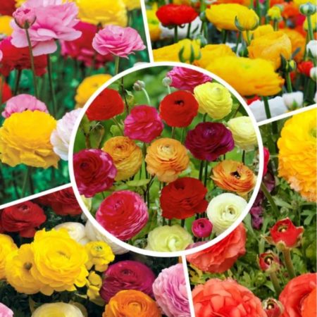 Лютики мікс 5 шт