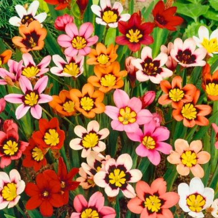 Спараксіс Мікс 5шт