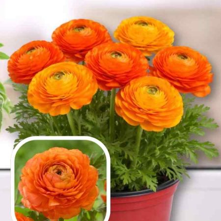 Лютики Tomer Orange