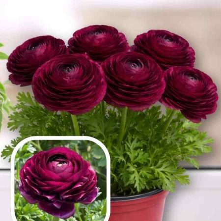 Лютики Tomer Purple