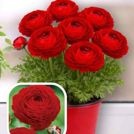 Лютики Tomer Red