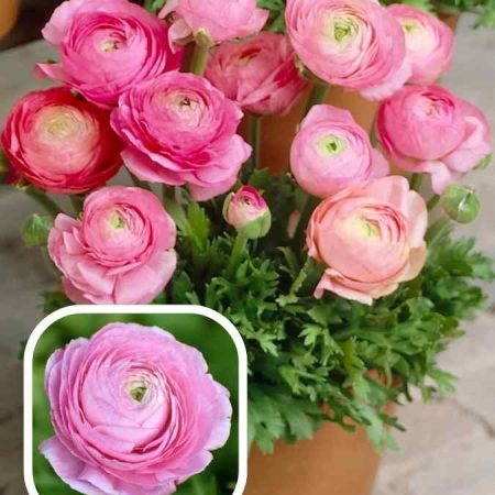 Лютики Tomer Roze