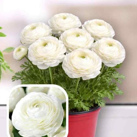 Лютики Tomer White