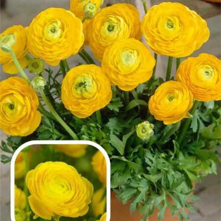 Лютики Tomer Yellow