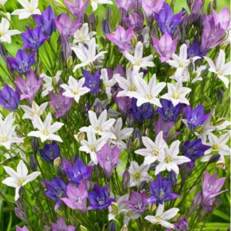 Трітелея Мікс 5шт