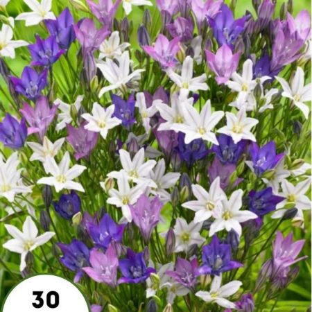 Трітелея Мікс 30