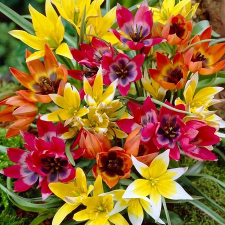 Тюльпани Бандерівські (8 шт)